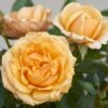 'Parade Radmila' Patio Shrub Rose -Garden Living Store Radmila Parade Poulpar124 N