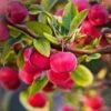 'Red Sentinel' Crabapple Tree -Garden Living Store RedSentinel 1