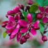 Royalty Crabapple Tree -Garden Living Store Royalty 1