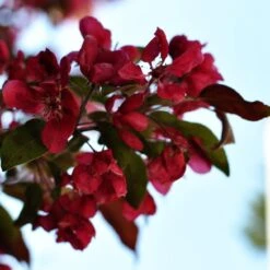 Royalty Crabapple Tree -Garden Living Store Royalty 3