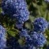 Ceanothus 'Southmead' -Garden Living Store SHR0012 1