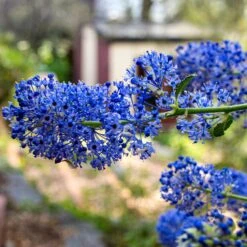 Ceanothus 'Southmead' -Garden Living Store SHR0012 3
