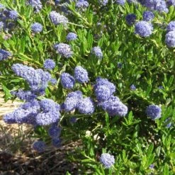 Ceanothus 'Southmead' -Garden Living Store SHR0012 5