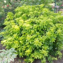 Best Shrubs For Borders -Garden Living Store SHR0015 2 c07024a9 fbf3 4ac2 96eb 743e2a689be9