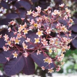 Best Flowering Shrubs 9 Best Flowering Shrubs -Garden Living Store SHR0027 2 d6f87ef8 2186 41d6 9498 60287068a837