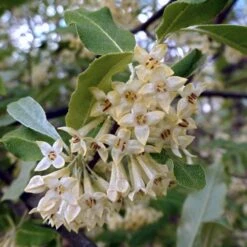 Best Small Evergreen Shrubs -Garden Living Store SHR0031 1 563912e4 afe6 45ad ace2 809656f9993f