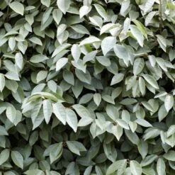 Best Flowering Evergreen Shrubs -Garden Living Store SHR0031 4 b593e192 c8d2 42f0 b956 7ce0bb5bd358