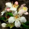 Escallonia 'Apple Blossom' -Garden Living Store SHR0032 1