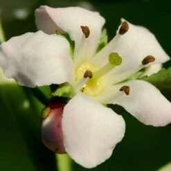 Escallonia 'Apple Blossom' 8 Escallonia 'Apple Blossom' -Garden Living Store SHR0032 3