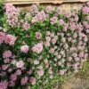 Escallonia 'Pink Elle' -Garden Living Store SHR0033 1