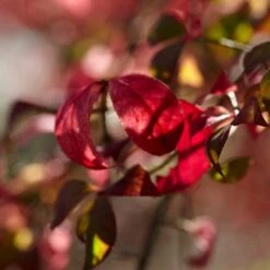 Euonymus Alatus 'Blade Runner' -Garden Living Store SHR0034 3