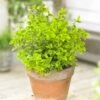 Euonymus 'Emerald 'n' Gold' -Garden Living Store SHR0035 1