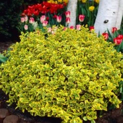 Euonymus 'Emerald 'n' Gold' -Garden Living Store SHR0035 3