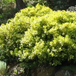 Euonymus 'Emerald 'n' Gold' -Garden Living Store SHR0035 4
