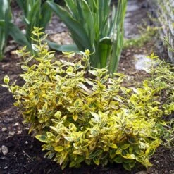 Euonymus 'Emerald 'n' Gold' -Garden Living Store SHR0035 5