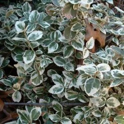 Euonymus 'Emerald Gaiety' 17 Euonymus 'Emerald Gaiety' -Garden Living Store SHR0036 9