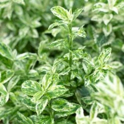 Euonymus 'Harlequin' -Garden Living Store SHR0037 3