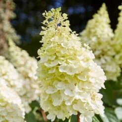 Best Shrubs For Shade -Garden Living Store SHR0046 1 c3cb1a59 bc1f 4193 9c29 bb636158196c