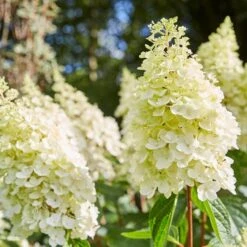 Best Shrubs For Borders -Garden Living Store SHR0046 2 e4803070 0c1a 444f 8a01 dd0a7b9aff1c
