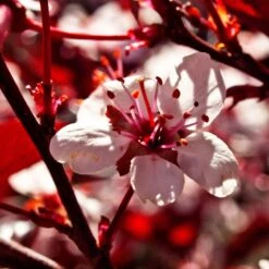 Photinia 'Red Robin' 19 Photinia 'Red Robin' -Garden Living Store SHR0054 1