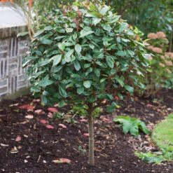 Photinia 'Red Robin' 14 Photinia 'Red Robin' -Garden Living Store SHR0054 10