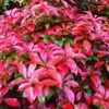 Photinia 'Red Robin' -Garden Living Store SHR0054 3