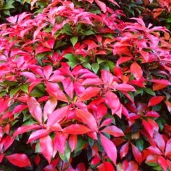 Best Evergreen Shrubs -Garden Living Store SHR0054 3 b31f3e7f 4044 4fdd 945b 69db2d2f3f97