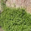 Pittosporum 'Golden Ball'