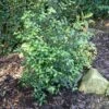 Pittosporum 'Silver Ball' -Garden Living Store SHR0058 1
