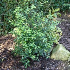 Best Evergreen Shrubs -Garden Living Store SHR0058 1 7996062c 7e99 4022 894d ca68e24e645b