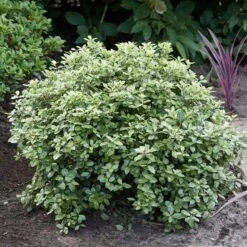 Best Shrubs For Borders -Garden Living Store SHR0058 3 47341af6 845c 419d 9b76 6812597f7149