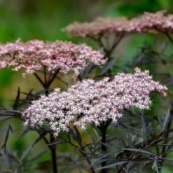Best Flowering Shrubs 10 Best Flowering Shrubs -Garden Living Store SHR0061 1 033f2299 a90c 4b9f 901d 5f2b94d801e7