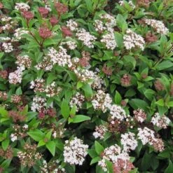 Best Fast Growing Shrubs -Garden Living Store SHR0064 6 946fc09a 42cd 431c afad a8c0b1ec3ad8