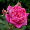 'Antike' Climbing Rose -Garden Living Store SHR0066 1