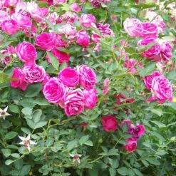 'Antike' Climbing Rose -Garden Living Store SHR0066 3