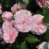 'My Beloved Mother' Shrub Rose -Garden Living Store SHR0067 1