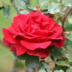 'Don Juan' Climbing Rose -Garden Living Store SHR0069 2