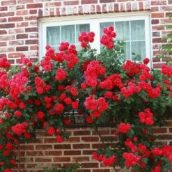 'Don Juan' Climbing Rose -Garden Living Store SHR0069 3
