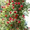 'Don Juan' Climbing Rose -Garden Living Store SHR0069 4