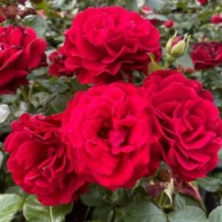 Shrub Rose Collection | Roses For The Border -Garden Living Store SHR0070 1 eca00d9d b394 4ee5 a381 4f5d6f10092c