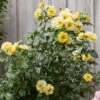'Golden Showers' Climbing Rose -Garden Living Store SHR0071 1