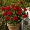 'Capricia Renaissance®' Shrub Rose 1 'Capricia Renaissance®' Shrub Rose -Garden Living Store SHR0072 1