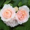 'Clair Renaissance®' Shrub Rose -Garden Living Store SHR0073 1