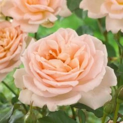 'Clair Renaissance®' Shrub Rose -Garden Living Store SHR0073 2