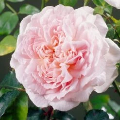 'Clair Renaissance®' Shrub Rose -Garden Living Store SHR0073 4