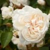 'Eisa Courtyard®' Climbing Rose -Garden Living Store SHR0074 1