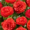 'Liwa Courtyard®' Climbing Rose -Garden Living Store SHR0076 1