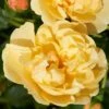 'Mapale Courtyard®' Climbing Rose -Garden Living Store SHR0078 1