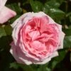 'Marlis Renaissance®' Shrub Rose 1 'Marlis Renaissance®' Shrub Rose -Garden Living Store SHR0079 1