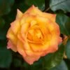 'Redova Courtyard®' Climbing Rose -Garden Living Store SHR0082 1